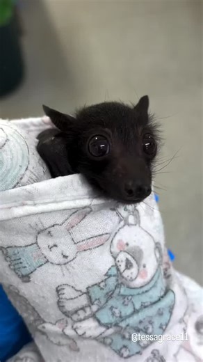 Bat Lovers | It’s orphan season 🦇 Baby flying foxes can come into care for a number of reasons at this time of year. Remember to never touch 🤚 and... | Instagram