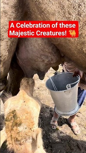 🔥CHOLISTAN RACE: The Most Epic Camel Racing Event in Pakistan! | EPIC MOMENTS: The Most Thrilling