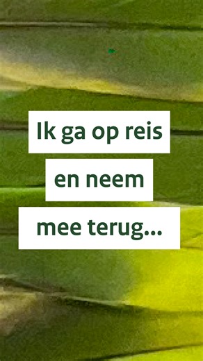 34K views · 66 reactions | Ik ga op reis en neem mee... 232 veren?! 列 Na determinatie door de vraagbaken bleken ze afkomstig van papegaaiachtigen. En zelfs voor het invoeren van één zo’n veer heb je al een CITES-vergunning nodig. Die had de reiziger niet, dus zijn de veren in beslag genomen en een proces-verbaal is opgemaakt. Ara's, parkieten en kaketoes zijn beschermde diersoorten, en ook de losse veren daarvan mag je niet zomaar meenemen. | Douane Nederland | Facebook