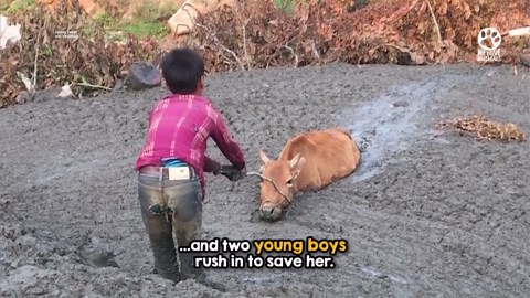 Cow trapped in thick mud saved by kindhearted neighbors