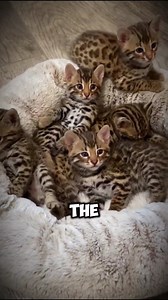 Bengal Cats: The Wild, Playful Pets You Need to Meet! | Petsux