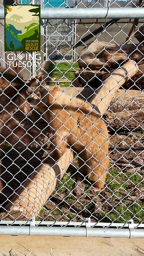 It’s GivingTuesday, and we’re taking a look back at some of the most memorable animals in our care and hopefully providing a little serotonin boost for your day! 🐾💛 Some of our patients are with us for just a few days, while others may stay for months or even over a year. That means keeping them mentally stimulated and engaged is a big part of our job, and it’s all made possible by supporters like you. Watch these clips of enrichment in action and see the amazing things your donations make pos