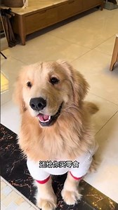 Meet My Adorable Furry Friends: A Golden Retriever's Debut