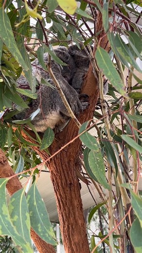 Wild Life Sydney | Giu Viajante