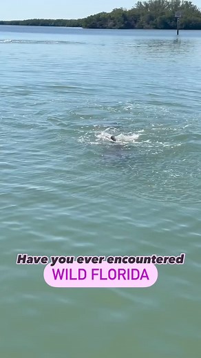 Have you ever encountered Florida’s native wildlife!? Comment below with your favorite Floridian animal encounters! This dolphin encounter at Shell Key Preserve has got to be one of our favorites!✨🐬 | Get Up And Go Kayaking