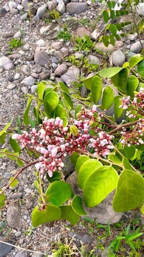 Star Fruit / Balimbing #nature #starfruit #balimbing #ihavethisthingwithplants #localfruits #farm