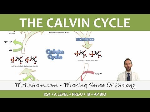 Photosynthesis - Light-independent stage - Post 16 Biology (A Level, Pre-U, IB, AP Bio)