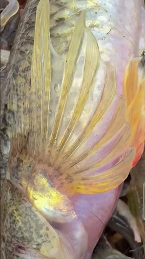 😳দানব সাইজের বাইল্লা মাছ, Monster-Sized Bailla Fish, विशालकाय बायला मछली !