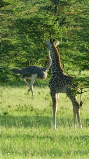 Giraffe Calf Watches Ostriches and Warthogs Dashing Past | Great Plains Conservation #wildlife