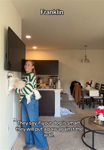 Smart Dogs: Discovering Unique Pekingese Traits