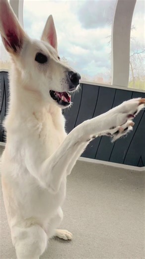 My dog Zoe said she’s ready for the Double Dutch Bus trend 🐺😂🐾💕 #doubledutchbus #dogtricks #dogsoftiktok #mollylong #dancingdog
