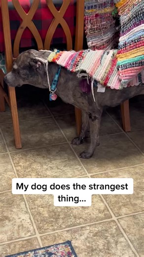 Understanding Dog Trancing: Self-Calming Behavior Explained
