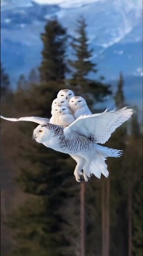 Snowy Owl Hunt #shortvideo