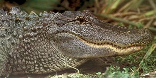 9 states allow alligator hunting. Here's when seasons begin