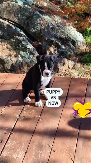 Boxer on Instagram: "Love watching the puppy vs now reels. Here is tiny Bella at 9 weeks vs 3yrs. Anyone remember Bella as a puppy? So stinking cute 🥰 @boxerbabebella #boxer #boxersofinstagram #boxerdog #boxers #boxergram #boxerlove #boxerpuppy #boxeraddict #boxerlife #boxerdogs#boxerlover #boxerworld #boxernation #boxermixpuppy #boxerrescue #boxermotif #boxerinstagram"