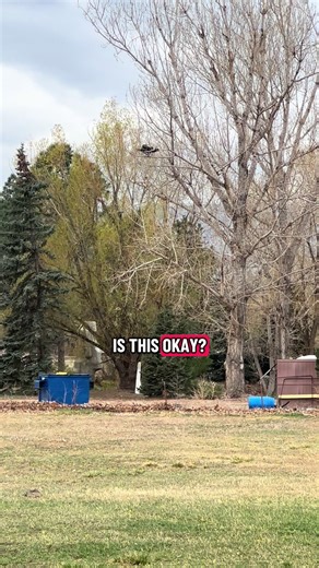 Is this normal turkey behavior? Shit sure does change when you move out of the suburbs 🤣🤣🤣 #colorado #turkey #homestead #birdsoftiktok