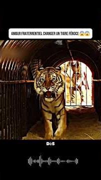 AMOUR FRATERRENTIELCHANGER UN TIGRE FÉROCE #netflixfr #film #courtmétrage #movie #aventure #histoire