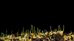 Download A close up of grass sprouting from soil for free