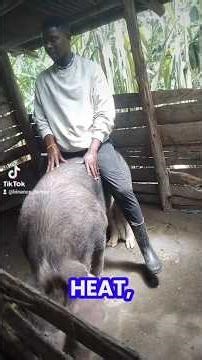 Detecting a pig on Heat #farmlife