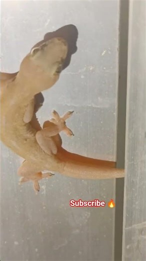 Tiny Gecko Climbing Wall 🦎🔥#shorts#nature#insects#gecko