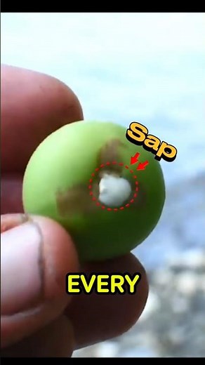 The Most Dangerous Tree On Earth Will Shock You
