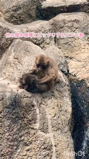 他の猿の喧嘩にビックリするパンチ君🐵