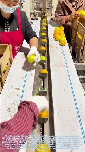 Citrus Packing Magic: How Oranges Get Perfectly Packaged