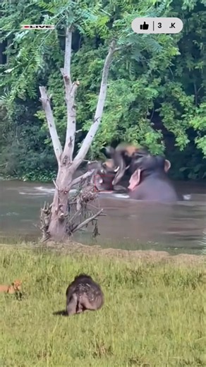🔥🐘A viral video shows two elephants attacking each other in a river #wildlife #animals #zoo #shorts