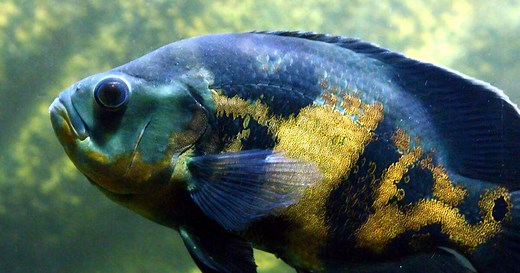How many cichlids in a 55 gallon tank? (and 11 of the best examples)