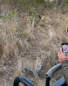 Pssht… pssht… pssht… 🐆 This curious leopard was completely intrigued by the slow puncture in our tyre! Every little hiss had him on high alert. Nature never misses a beat! | Zaheer Ali