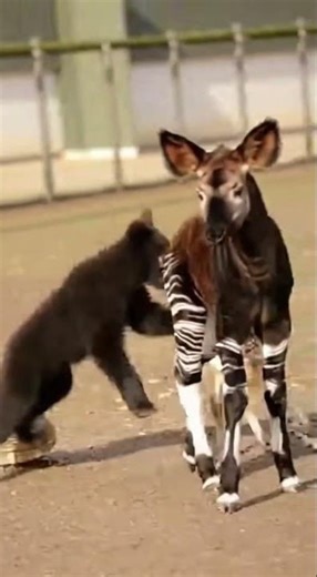 Rare baby okapi moment 🦒