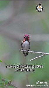 29 reactions | Look at how small the bee hummingbird is compared to other hummingbirds. Video by @1minuteallaboutanimals | Wild Bird Scoop | Facebook