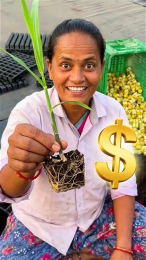 Perfect Sugarcane Seedlings! 🌱 How to Plant Sugarcane Fast?
