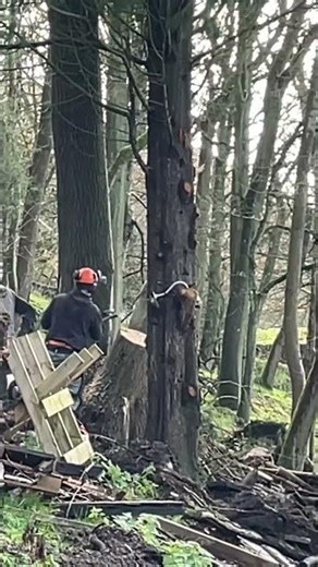Giant Tree Stump and Felling