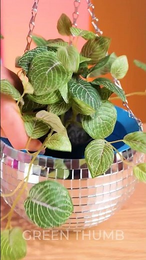 Indoor Plants That Flourish and Beautify Your Home!
