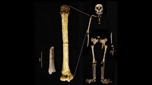 Indonesia was home to 'smaller than believed' hobbits 700,000 years ago, their fossils suggest...