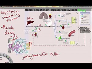 Renin-Angiotensin-Aldosteron-System