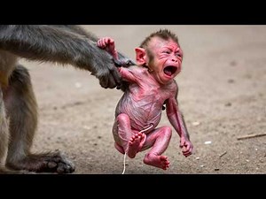 🔴 LIVE:​ Tiny Baby Monkey Finds Comfort in Mommy’s Arms ❤️