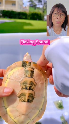 Turtle shed its scales #turtles #oceanlife #animalrescue | Wylynda Ilagan