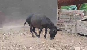109K views · 147 shares | Daily Dose of Donkeyness If you love donkeys, you must know how much they love to roll and get dusty. Rocky has mastered it! Don't you agree!! | Little Longears Miniature Donkey Rescue | Facebook