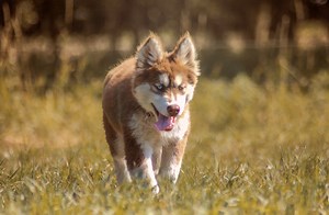 4.1K views · 199 reactions | Husky Siberiano Red  | Club Husky | Facebook