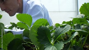 A scientist in a lab coat stands among lush green plants in a greenhouse, focusing on plant growth. The scene emphasizes plant science, controlled environment agriculture, and sustainable farming.