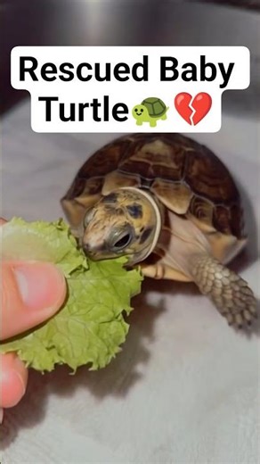 Rescue Baby Turtle #animals #wildliferescue #lovestory #rescue #animalrescue #cute#love #turtle