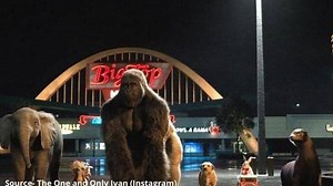 Is Ivan the Gorilla still alive? Here's the real story behind the new Disney film