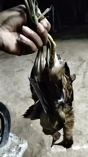 hawk #animals #pets #birds #parrot #eagle #hawk #crow #dove #sparrow #chicken #owl #cat #fish #dog