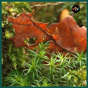 Parti jusqu’au Japon pour maîtriser l’art de cultiver la mousse, un passionné nous dévoile les secrets de cette quête fascinante 🌱✨ Entre tradition et innovation, découvrez un univers végétal méconnu. | Silence ça pousse