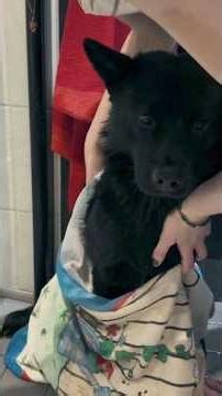 Aatos’ Spa Day 🛁🐾Teen Week 20 #kaiken #japanesedog