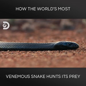 Follow the amazing journey of a venomous Australian brown snake as it's carefully captured and released back into its natural habitat, ensuring the safety of both the snake and the community. #ModernDinosaurs | Discovery Channel Australia