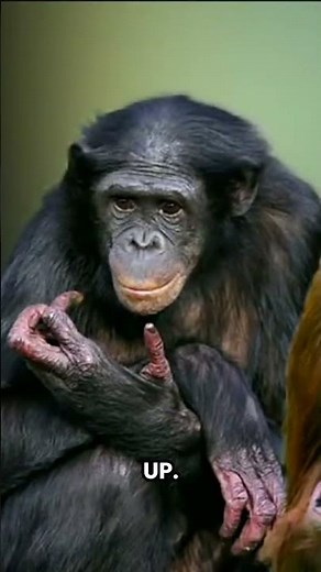 The Power of Nonverbal Communication - Amy Cuddy
