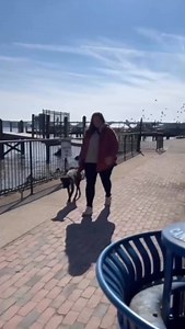 Recall training is more than teaching your dog to run back when called — it’s teaching clarity, consistency, and trust. 🐾 A strong recall requires: ✅ A cue your dog understands ✅ Immediate positive reinforcement ✅ Controlled distractions during practice ✅ Solid impulse control through structured sit and stay work When your dog learns that coming to you leads to predictable, positive outcomes, recall becomes reliable — even in challenging environments. If you’re ready to build confident, dependa